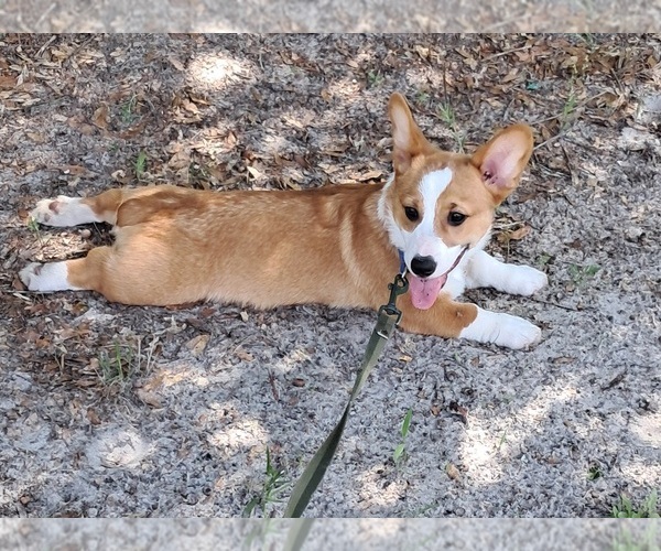 Medium Photo #3 Pembroke Welsh Corgi Puppy For Sale in HILLIARD, FL, USA