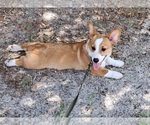 Small #2 Pembroke Welsh Corgi