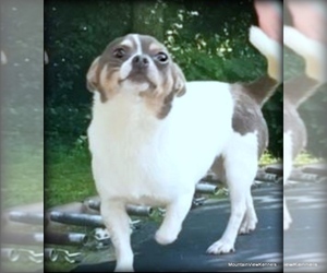 Father of the Chihuahua puppies born on 08/19/2025