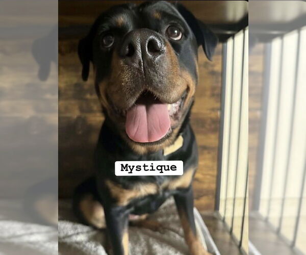 Medium Photo #3 Rottweiler Puppy For Sale in Gilbert, AZ, USA