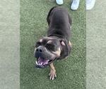 Small #1 American Bulldog Mix