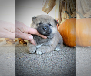 Shiba Inu Dog for Adoption in CANTON, South Dakota USA