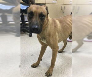 Staffordshire Bull Terrier Dogs for adoption in Riverside, CA, USA