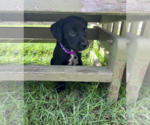 Small #1 Boston Terrier-Labrador Retriever Mix