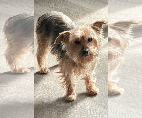 Medium Photo #3 Mutt Puppy For Sale in Hedgesville, WV, USA