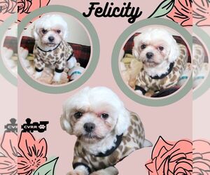 Shih Tzu-Unknown Mix Dogs for adoption in Lindsay, CA, USA