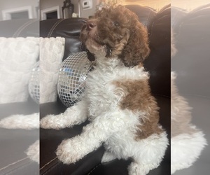 Goldendoodle Puppy for sale in CHATSWORTH, GA, USA
