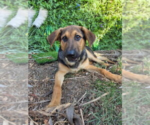 Mutt Dogs for adoption in San Diego, CA, USA