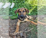 Dexter - Male Mutt Dog for Adoption - Small photo