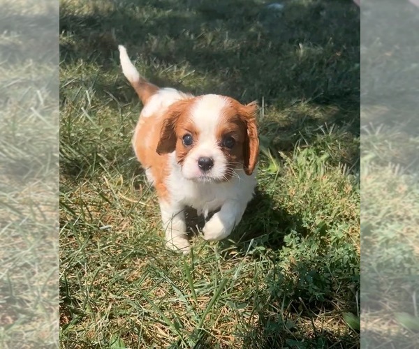 Medium Photo #8 Cavalier King Charles Spaniel Puppy For Sale in PORTAGE, MI, USA