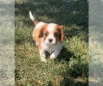 Puppy Millie Cavalier King Charles Spaniel