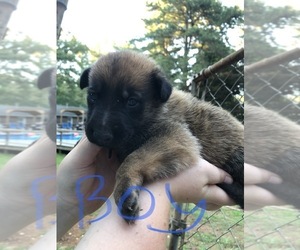 Malinois Puppy for sale in BREMEN, GA, USA
