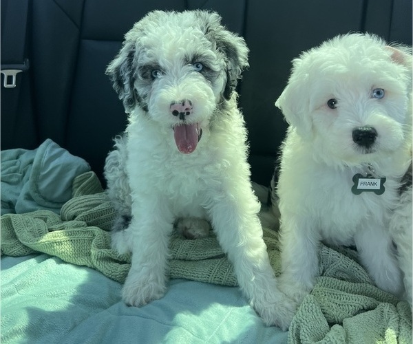 Medium Photo #13 Sheepadoodle Puppy For Sale in HUNTINGTON BEACH, CA, USA