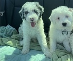 Small #12 Sheepadoodle