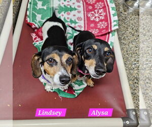 Dachshund-Unknown Mix Dogs for adoption in Metairie, LA, USA