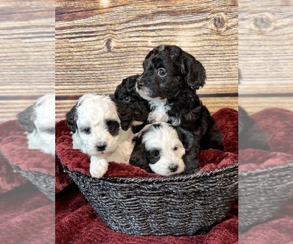 Medium Photo #16 Goldendoodle (Miniature) Puppy For Sale in HALTOM CITY, TX, USA