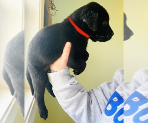 Daniff Puppy for sale in LOUISVILLE, KY, USA
