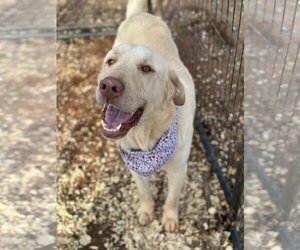 Labrador Retriever-Unknown Mix Dogs for adoption in New York, NY, USA