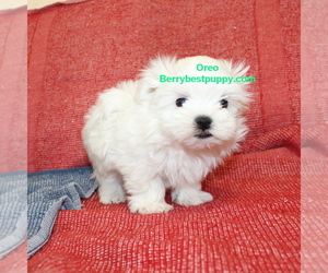 Maltese Puppy for sale in JUNIPER HILLS, CA, USA