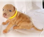 Small Photo #26 American Bully Puppy For Sale in PALMDALE, CA, USA