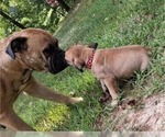 Small #17 Bullmastiff