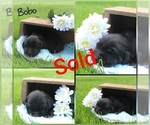 Small Photo #11 Labrador Retriever Puppy For Sale in ELIZABETHTOWN, PA, USA