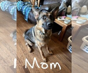 Mother of the German Shepherd Dog puppies born on 01/14/2023