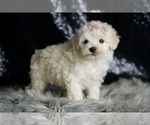 Small Photo #110 Maltipoo Puppy For Sale in WARSAW, IN, USA