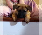 Small #2 German Malinois