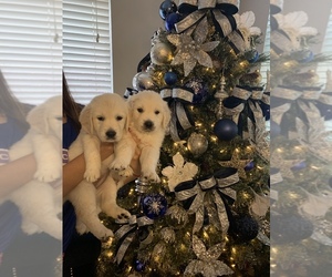 English Cream Golden Retriever Puppy for sale in MIAMI, FL, USA