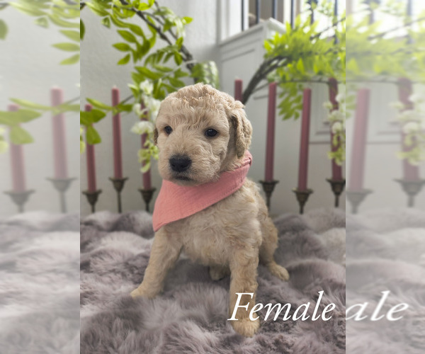 Medium Photo #5 Goldendoodle Puppy For Sale in CONROE, TX, USA
