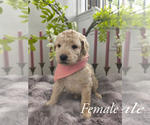 Small #4 Goldendoodle