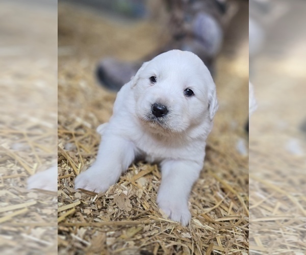 Medium Photo #4 Great Pyrenees Puppy For Sale in BANGOR, PA, USA
