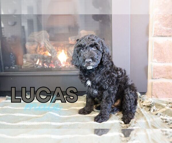 Medium Photo #1 Goldendoodle (Miniature) Puppy For Sale in NORTH LIBERTY, IN, USA