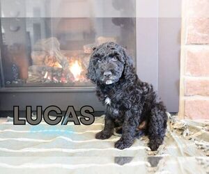 Goldendoodle (Miniature) Puppy for sale in NORTH LIBERTY, IN, USA