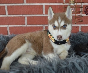 Medium Siberian Husky