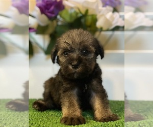 Schnauzer (Miniature) Puppy for sale in FORT PIERCE, FL, USA