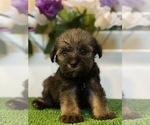 Small Photo #1 Schnauzer (Miniature) Puppy For Sale in FORT PIERCE, FL, USA