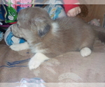 Small Photo #19 Australian Shepherd-Pembroke Welsh Corgi Mix Puppy For Sale in GALLEGOS, NM, USA