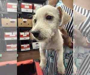 Mutt Dogs for adoption in Holly Springs, NC, USA