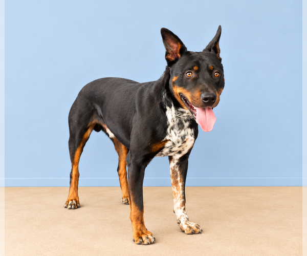 Medium Photo #2 Texas Heeler Puppy For Sale in Pasadena, CA, USA