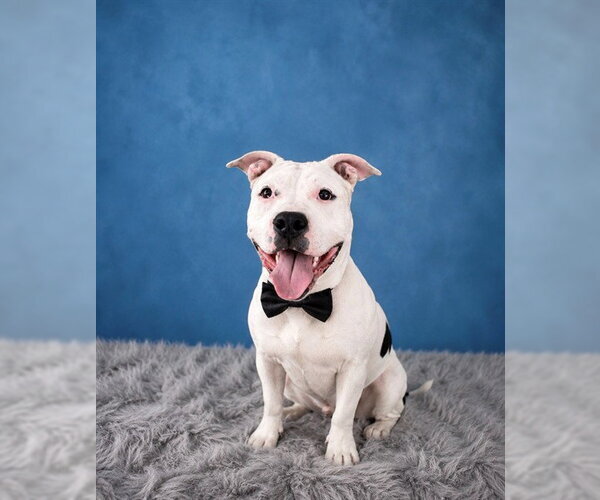 Medium Photo #3 Mutt Puppy For Sale in Santa Barbara, CA, USA