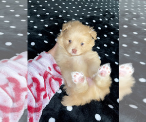 Pomeranian Puppy for sale in COLUMBIA, MO, USA