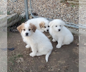 Great Pyrenees Puppy for sale in FORT PAYNE, AL, USA