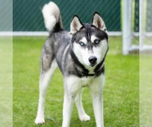 Siberian Husky Dogs for adoption in Camarillo, CA, USA