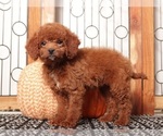 Small #2 Goldendoodle