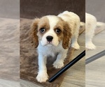 Small #2 Cavalier King Charles Spaniel