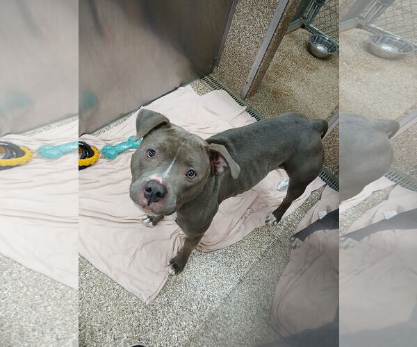 Medium Photo #1 Mutt Puppy For Sale in Martinsburg, WV, USA