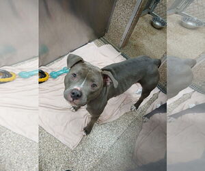 Mutt Dogs for adoption in Martinsburg, WV, USA