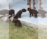 Small #2 Doberman Pinscher